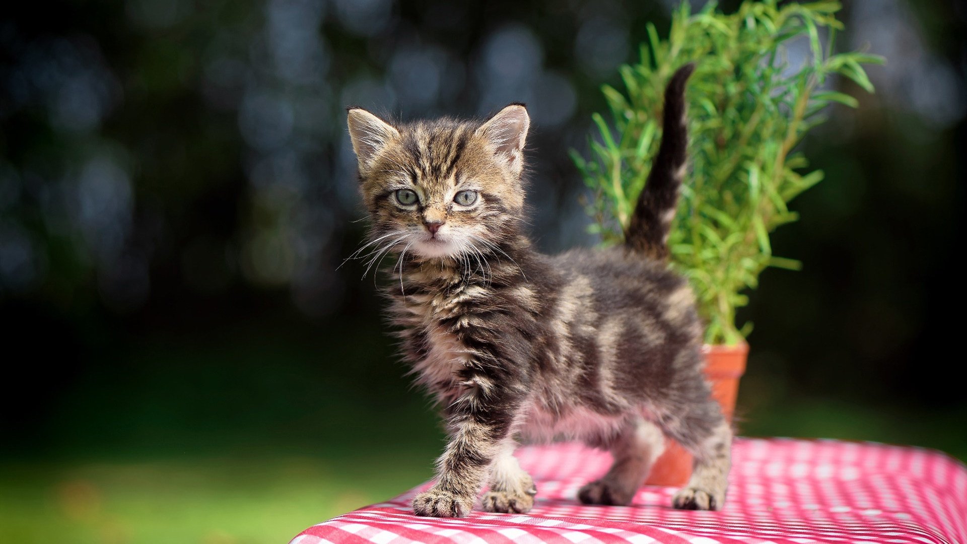 厄德高全程高能输出，德国与马德里竞技的巅峰对决