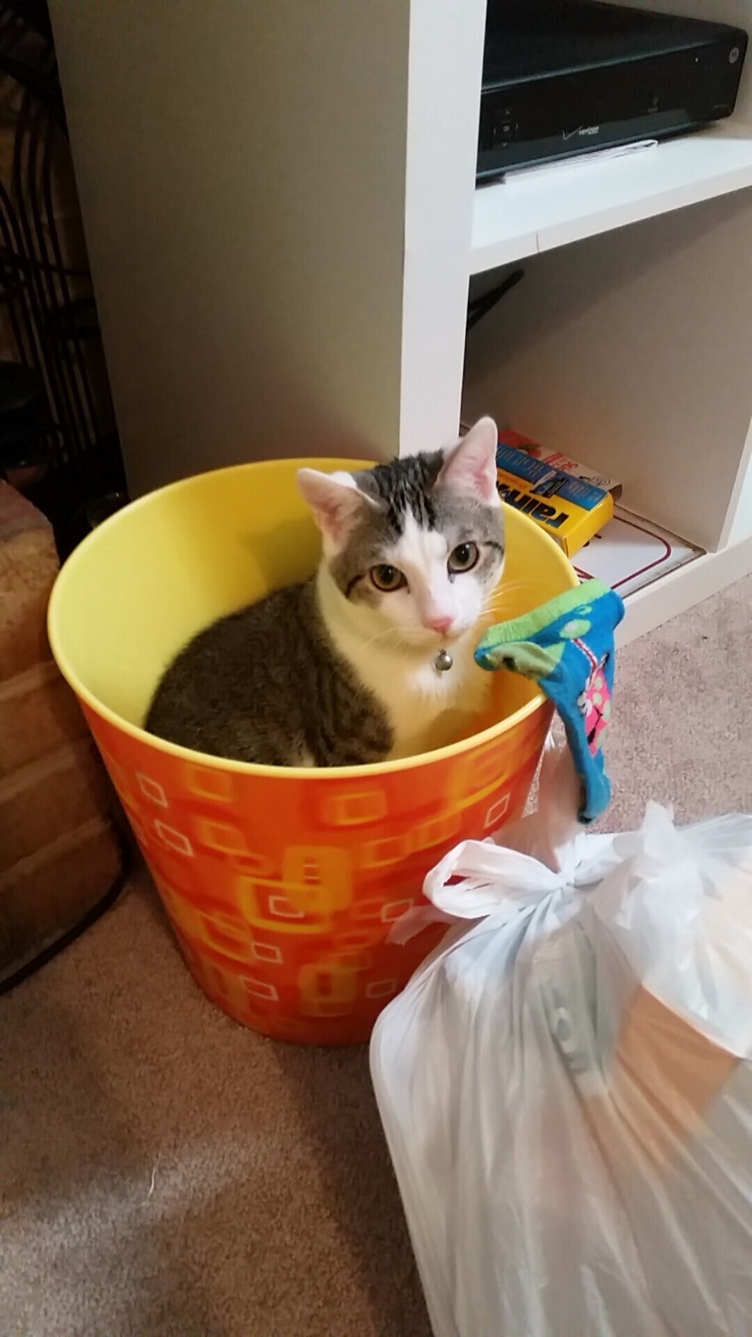 绿野上的琴师与刺客,卡马文加节奏完全掌控,爱尔兰绝杀智利