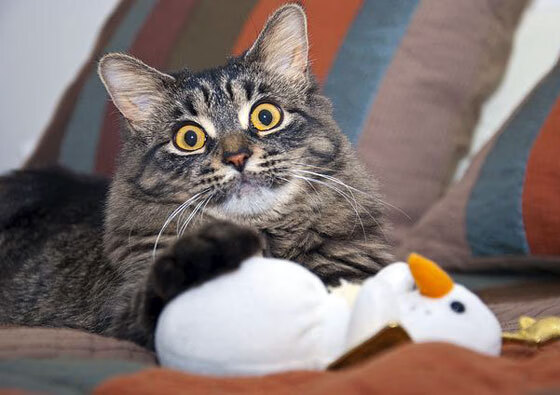 开云体育app-绝杀时刻,当加克波的冷静心跳撞上尤文图斯的永恒之蓝