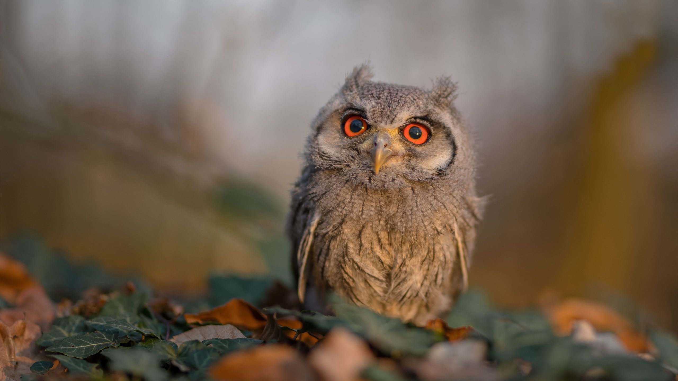 当斯坦福桥的引擎轰鸣,足球与F1在命运单节完成超车