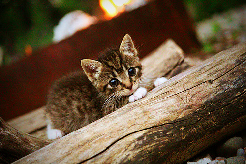 波斯利刃刺破珍珠,赖斯于亚洲杯风暴眼中接管世纪之战