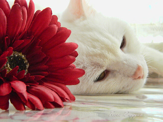 油门与篮筐的共振,当F1街道赛的轰鸣遇见湖人的紫色浪潮