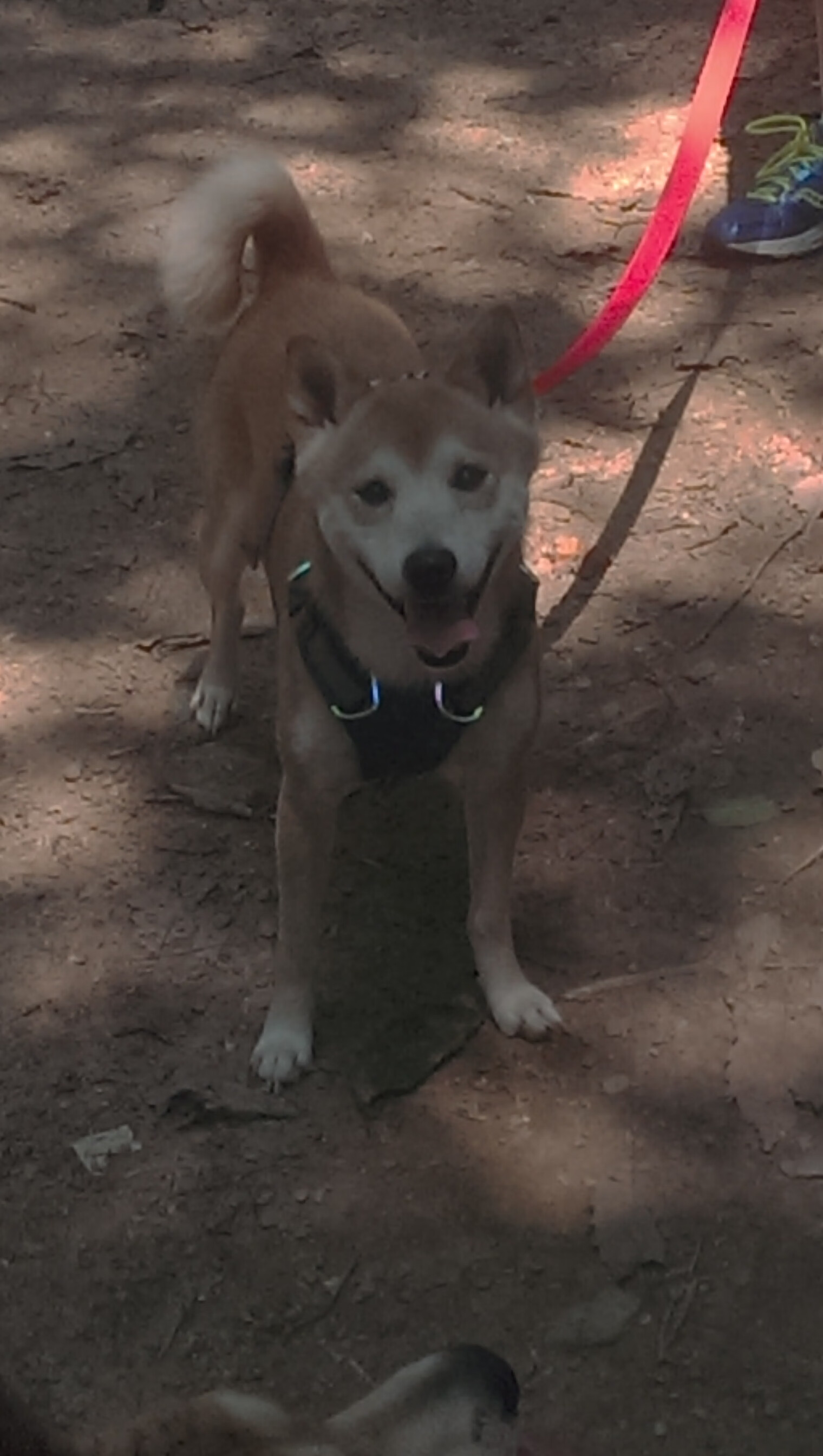 魔咒终章，恩比德以世界为幕布，绘就晋级星图