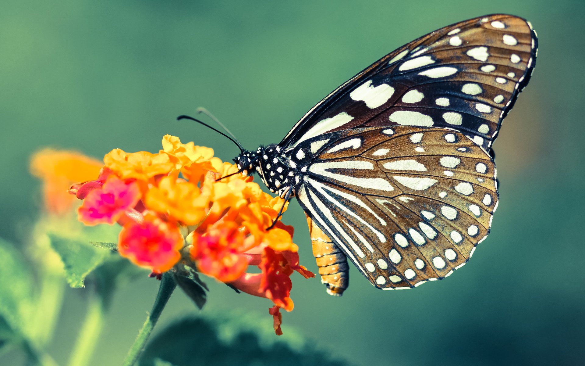 唯一性的双重奏,奇才团队力克公牛,马克西奥运关键战接管艺术