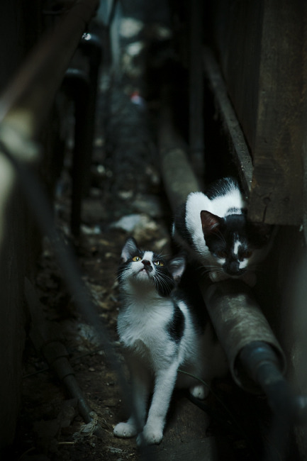 冰与火之歌,当巴斯托尼的火焰燃尽冰岛的铁壁,巴西写下唯一战术诗篇