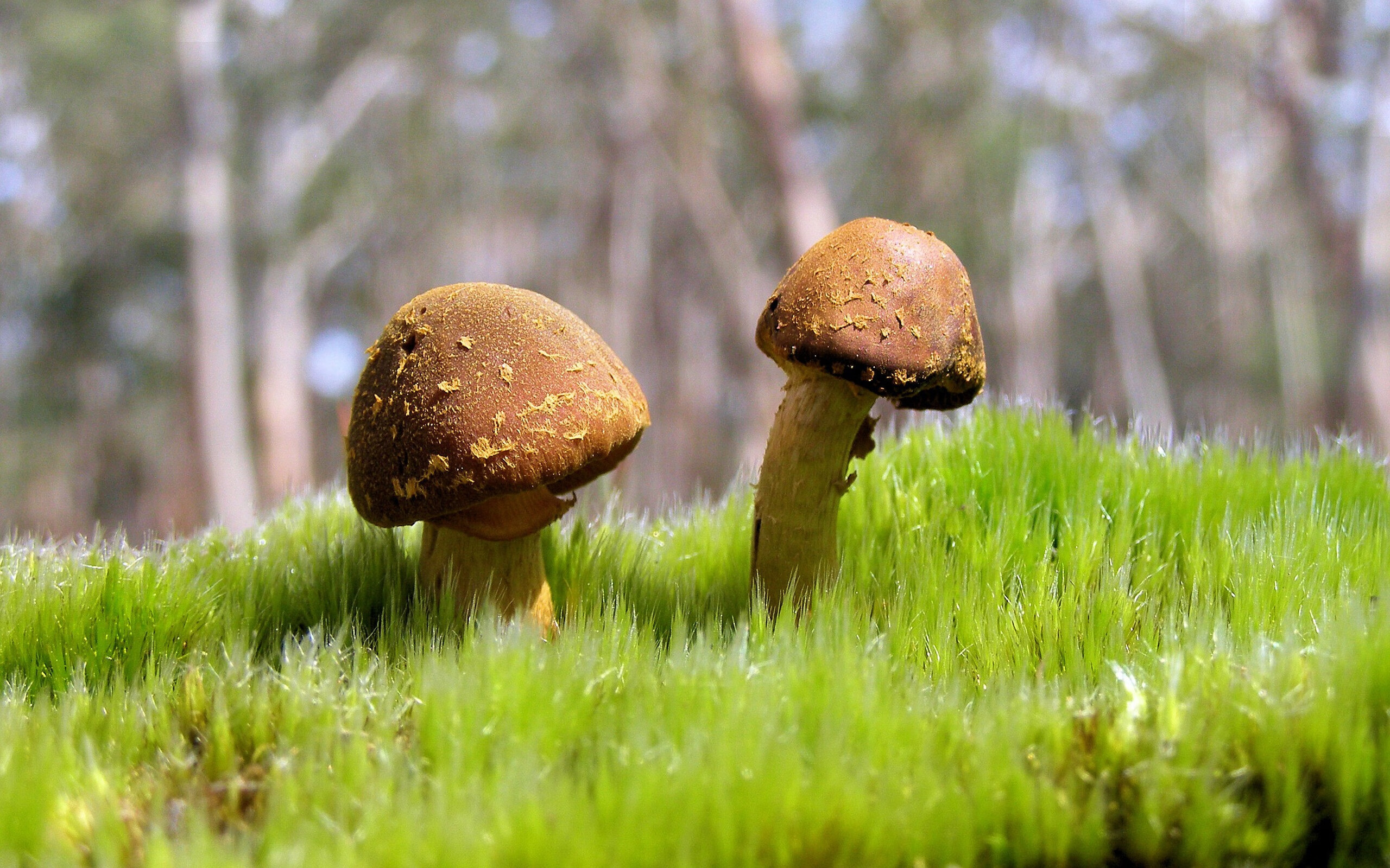 开云-公牛快打旋风奇袭卫冕冠军，F1巴林站的精准战术为何暗喻篮球赛场？