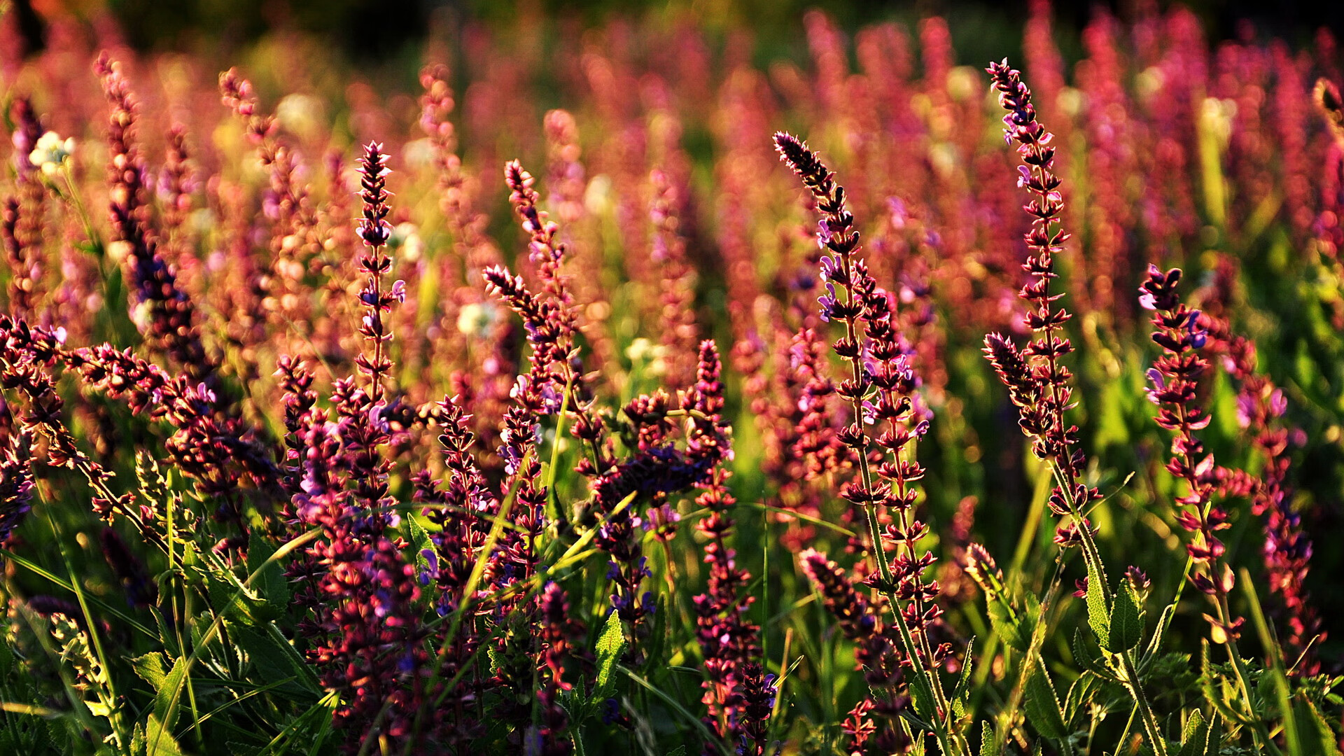 开云体育app-绝境妖刀！阿圭罗爆发撕裂宇宙队防线，佛罗伦萨生死战险胜巴萨