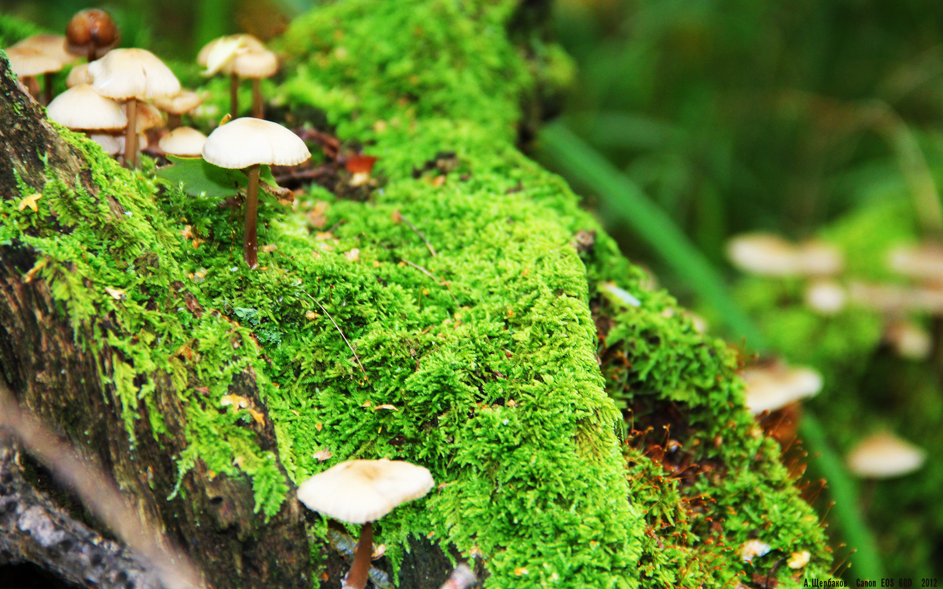 37分背后的真相，当字母哥的孤岛撞上费城的方舟