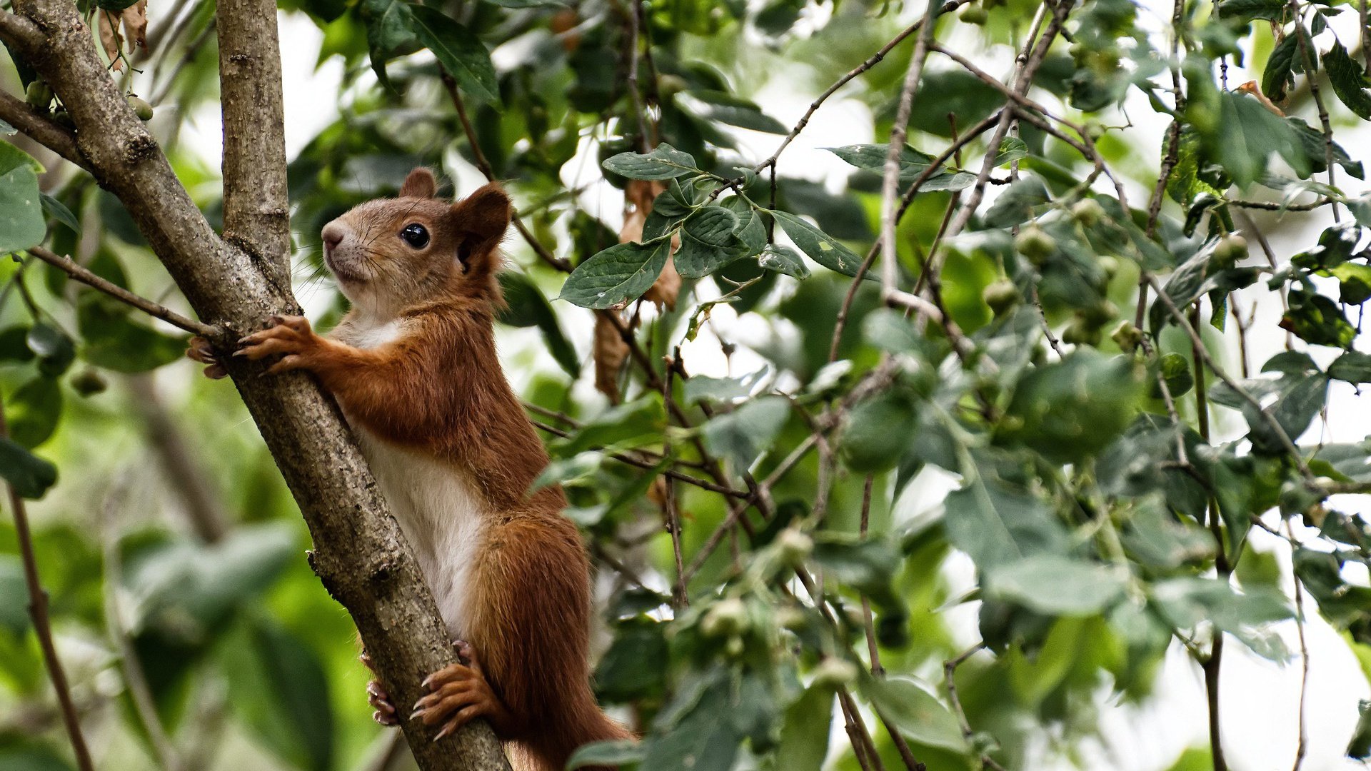 草根绞杀王朝，当活塞用最冷酷的团队公式，淘汰最后一个孤胆英雄